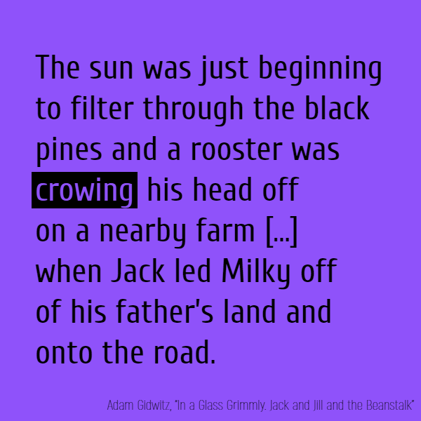 The sun was just beginning to filter through the black pines and a rooster was **crowing** his head off on a nearby farm [...] when Jack led Milky off of his father’s land and onto the road.